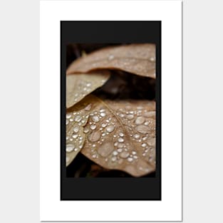 Fall rain drops Posters and Art